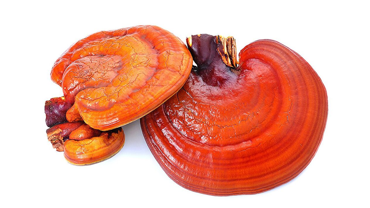 Екстракт от гъби на Reishi в Magicoa