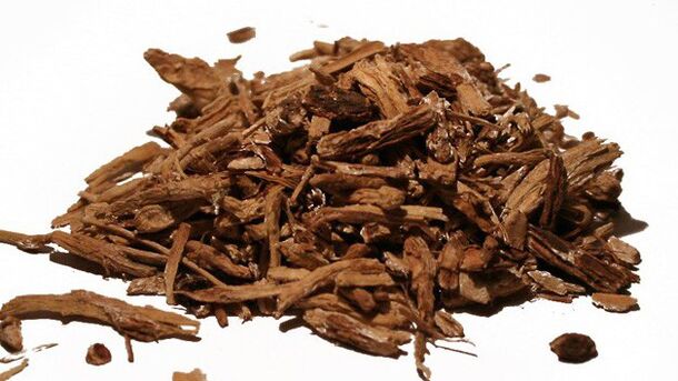 Цикория в Магоа